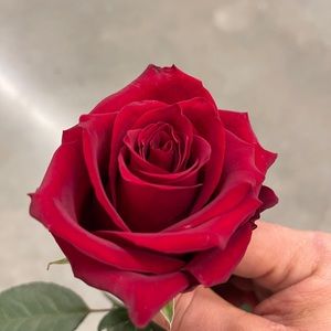 Meet your Posher, Alex